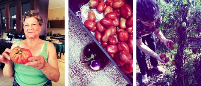 ttomato story banner 2